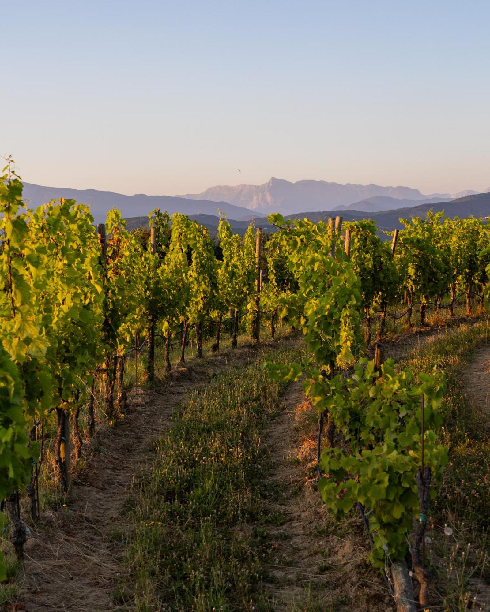 Tenuta Perusini Corno di Rosazzo Exterior foto